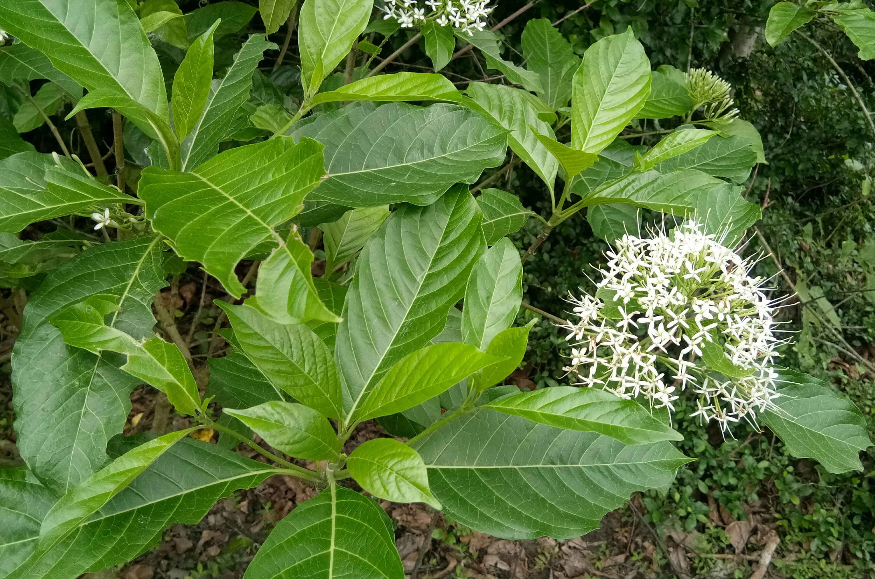 Pavetta indica